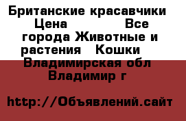 Британские красавчики › Цена ­ 35 000 - Все города Животные и растения » Кошки   . Владимирская обл.,Владимир г.
